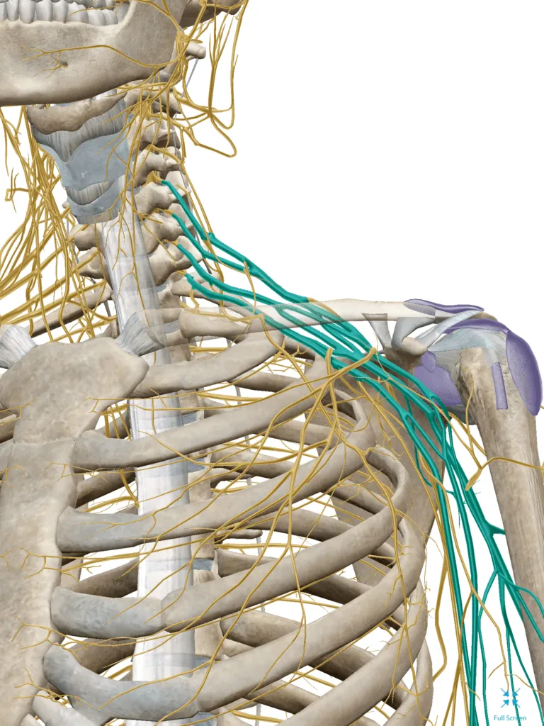 Anatomy render of the brachial plexus, showing nerve pathways branching from the neck through the shoulder into the arm
