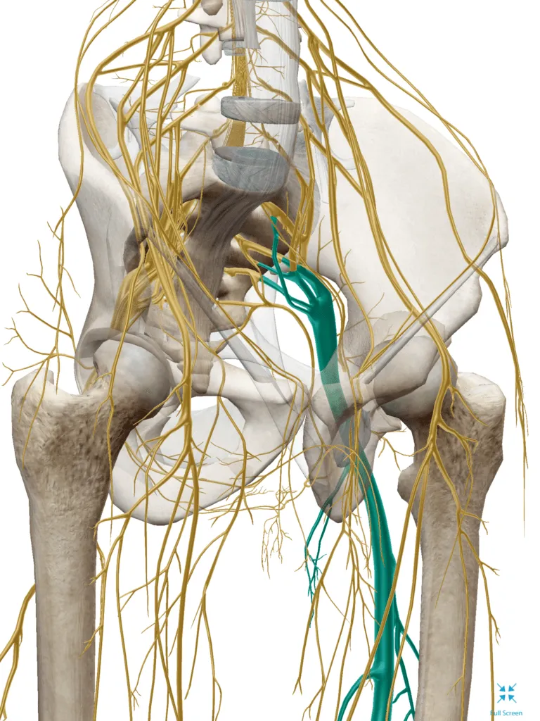 WHAT BACK PAIN ISN'T — REACH Rehab + Chiropractic, Plymouth MI