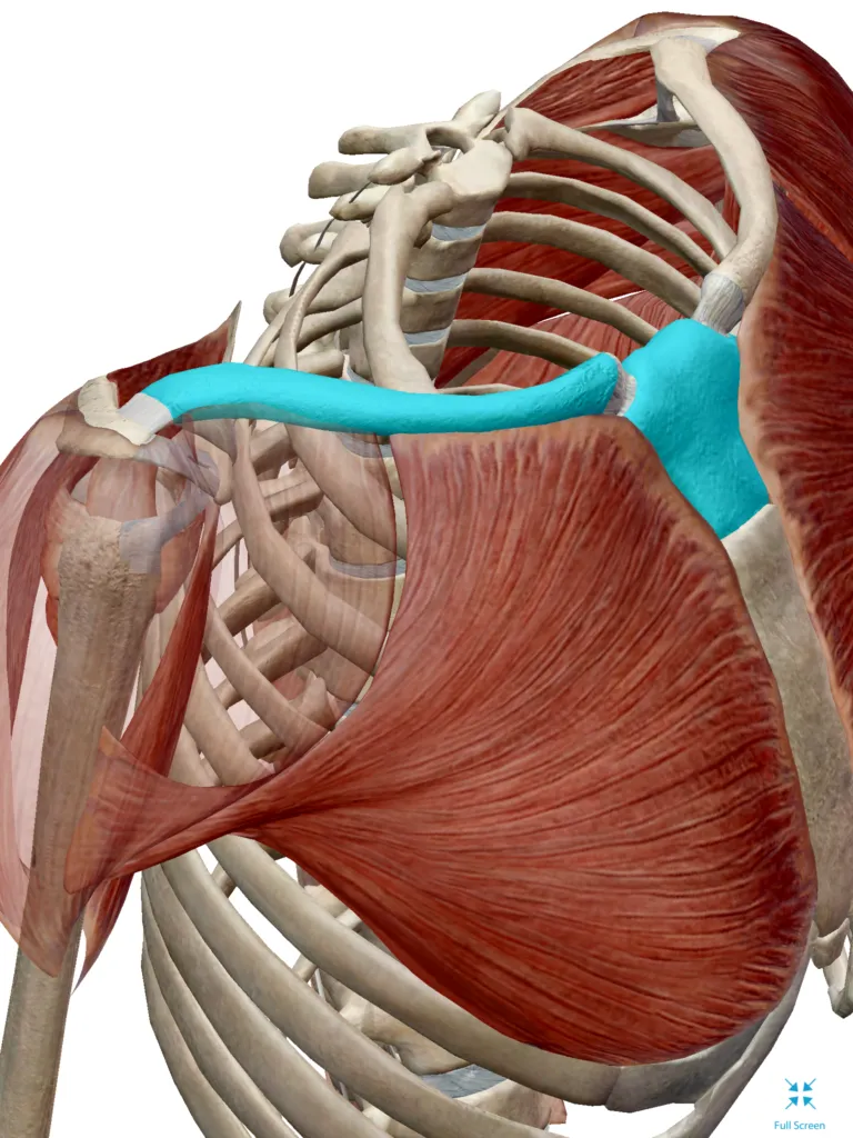 Shoulder anatomy render with the clavicle highlighted in teal, showing where it attaches at the shoulder blade and the sternum