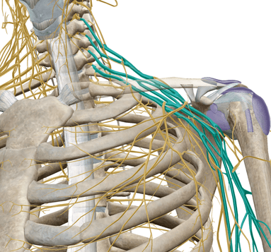 Image of nerves from the neck to the shoulder and arm | Neck Pain | REACH Rehab