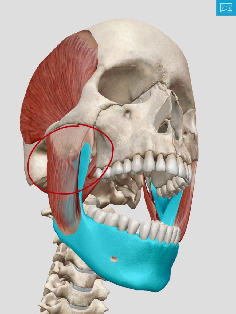 Jaw Pain / TMJ at REACH Rehab + Chiropractic